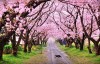 【旅行攻略】首尔行之樱花季－汝矣岛